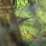 blackbird next door but one