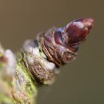 macro lens close up