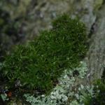 DSC02550a