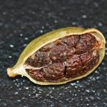 cardamon2