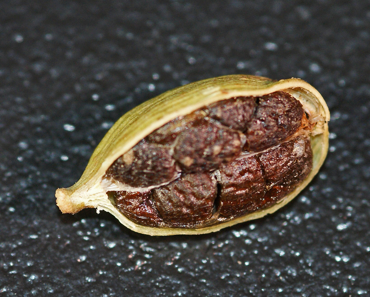 cardamon2