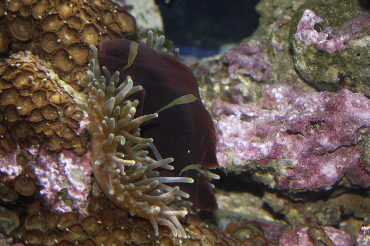 Anemone Clownfish