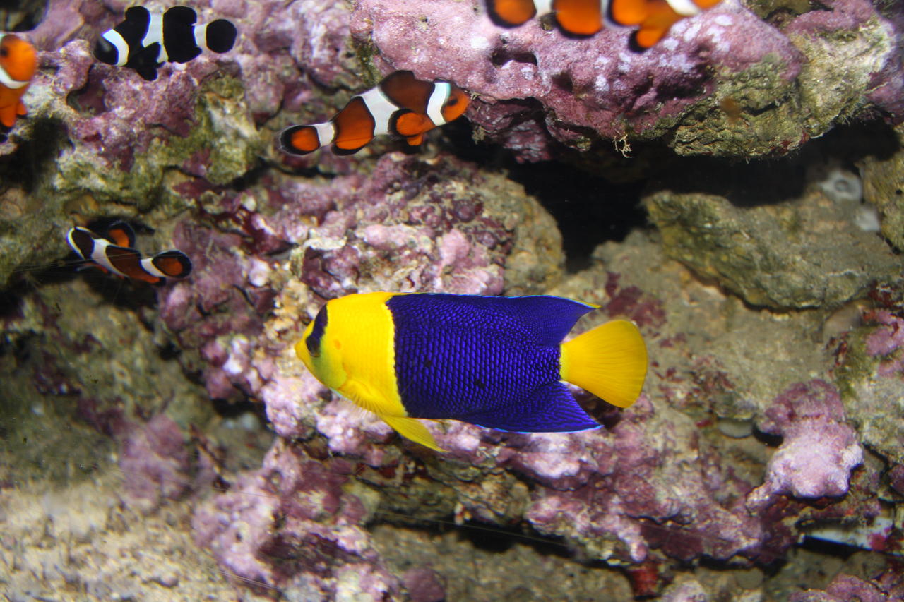Oriole Angelfish Centropyge bicolor