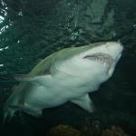 Nurse Shark