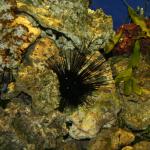 Spiny Sea Urchin Diadema