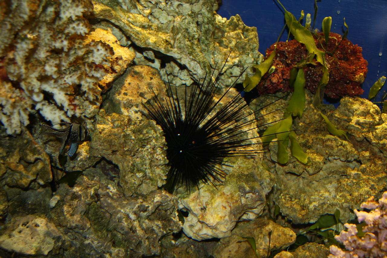 Spiny Sea Urchin Diadema