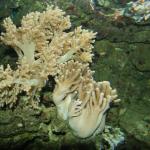 Soft Coral Dendronephthya?
