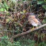 Sparrowhawk 3