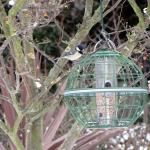 Great tits on feeder