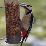 Greater Spotted Woodpecker
