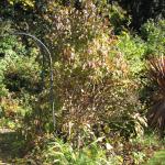 Viburnum in October