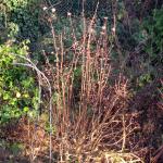 Viburnum in December