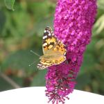IMG_0013