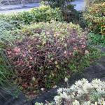 Quince in front garden