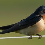 barn_swallow