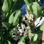 Bean flowers