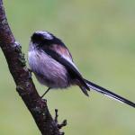 Long tailed Tit 1 