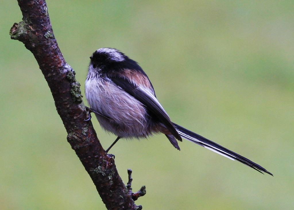 Long tailed Tit 1 
