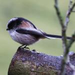 Long tailed Tit 2