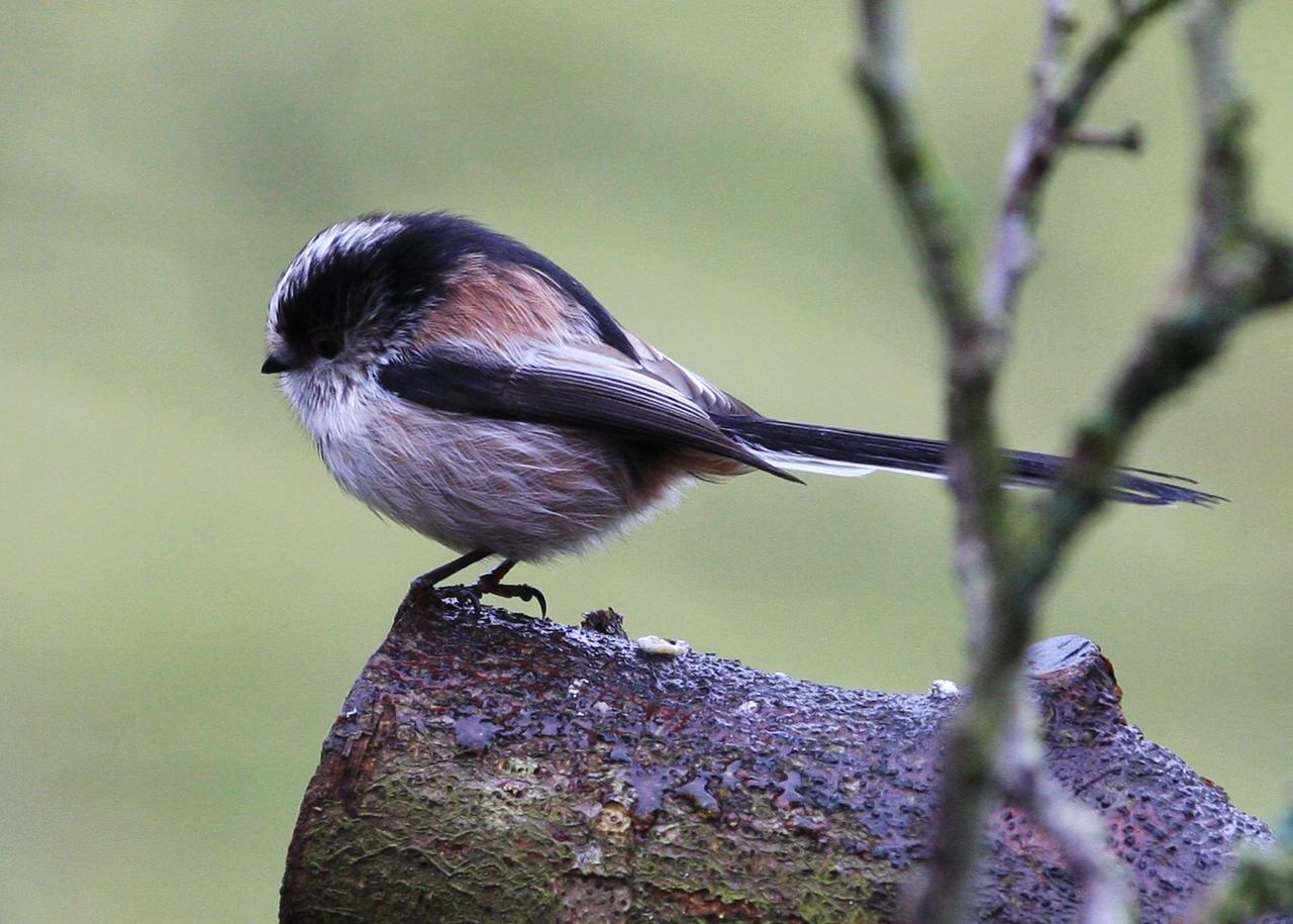 Long tailed Tit 2