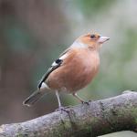 Chaffinch 2