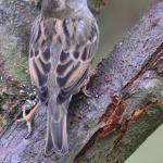 Female House Sparrow 1