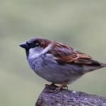 Male House Sparrow 1
