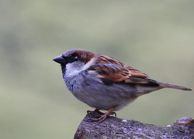 Male House Sparrow 1