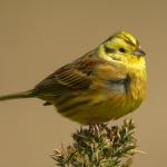 Yellow-Hammer1