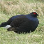 Black-GrouseA