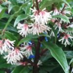 Sarococca 'Purple Stem' (1)