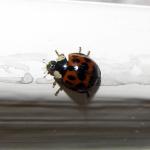 ladybird query harlequin