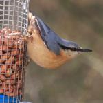 Nuthatch 1