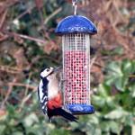 Woodpecker enjoying peanuts