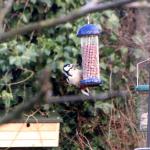Male woodpecker