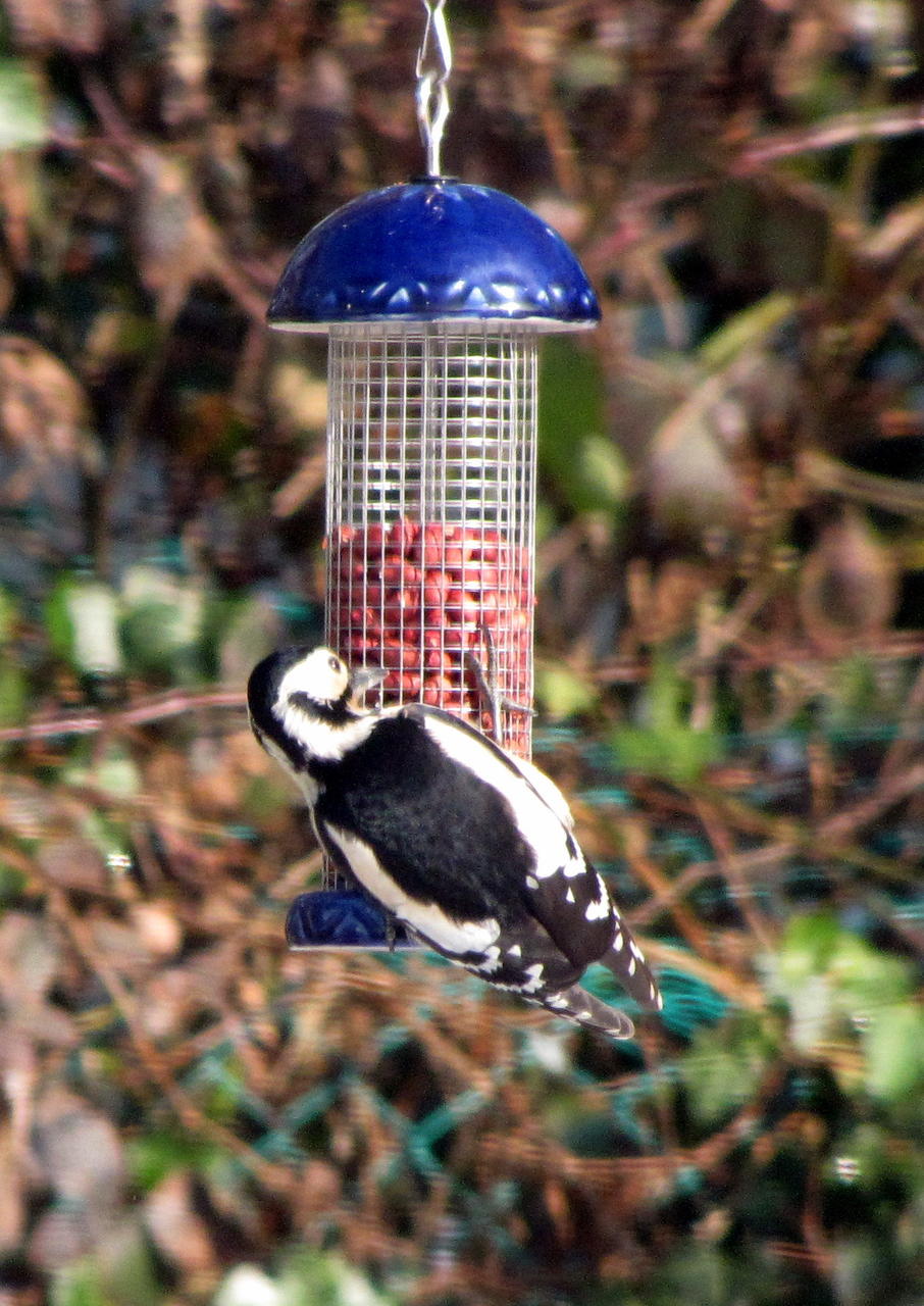 Woodpecker maybe female