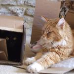 CAts 004