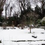 Snowy garden