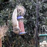 upside down squirrel on peanut feeder