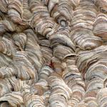 wasp nest close up