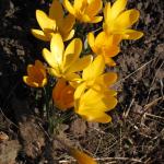 Yellow crocuses in the sun by the veg patch to be