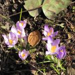 Pale purple crocuses