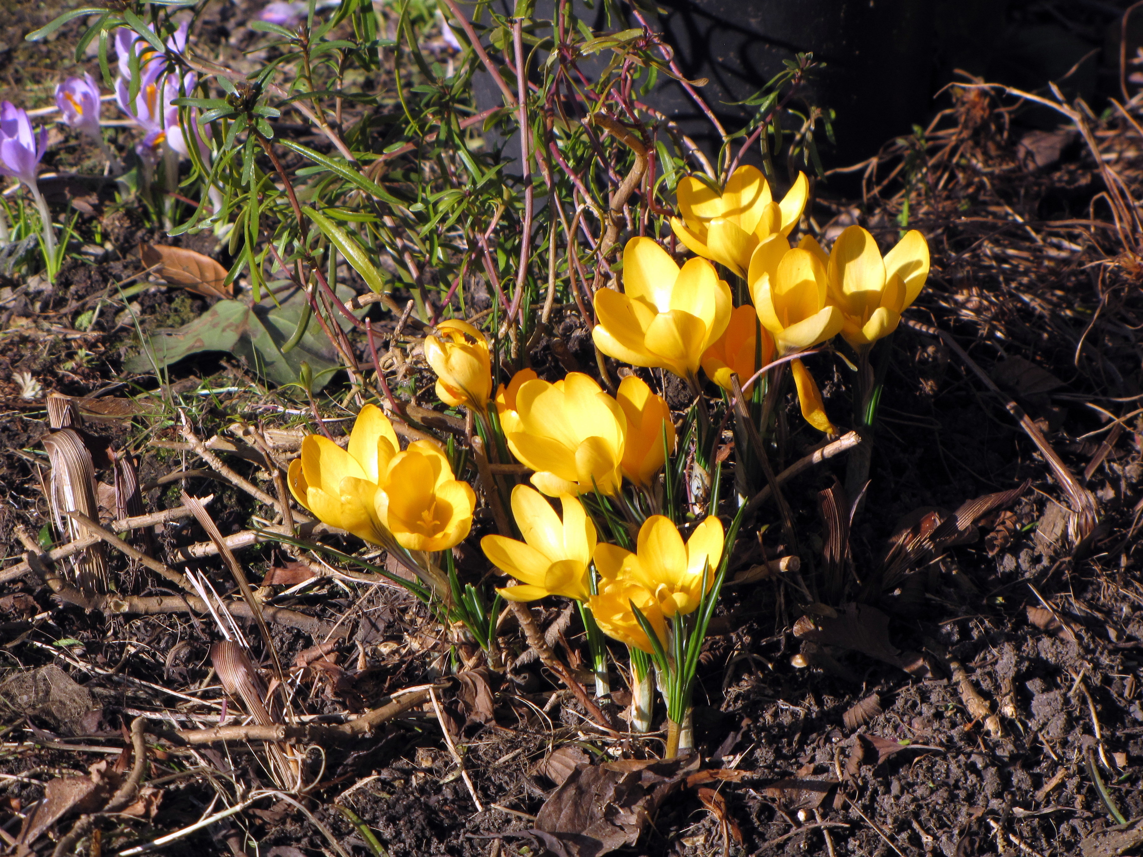 More cheerful yellow crocuses