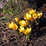 More cheerful yellow crocuses