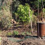 Looking to the far North Easterly corner of the garden