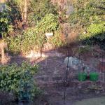 veggie patch