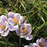 Bee on crocus 3 portrait