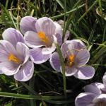 Bee on crocus 4 looking drunk