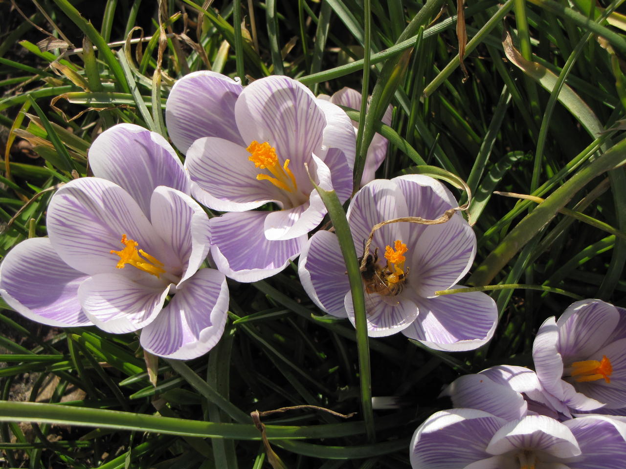 Bee on crocus 4 looking drunk