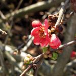 Quince blossom